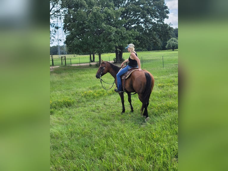 American Quarter Horse Ruin 6 Jaar 150 cm Roodbruin in Terrell