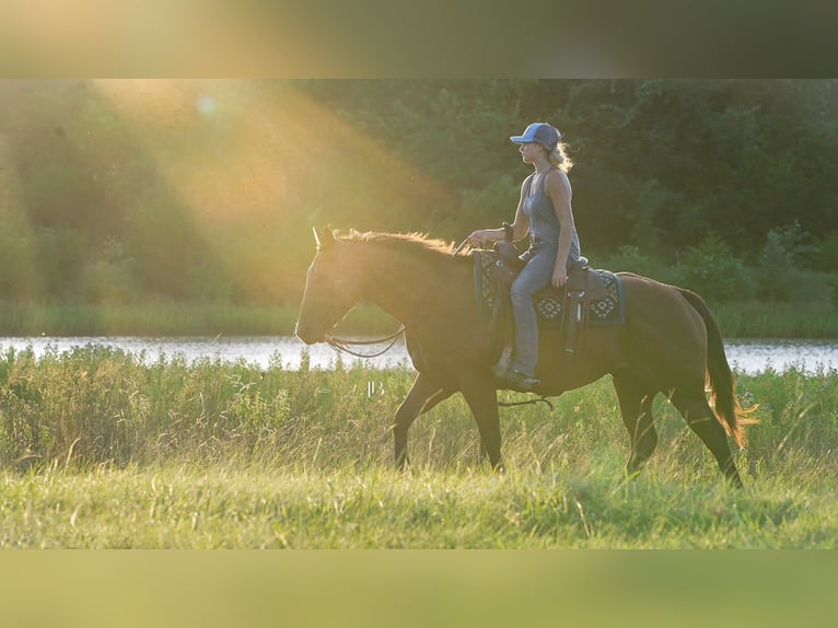 American Quarter Horse Ruin 6 Jaar 150 cm Roodbruin in Terrell