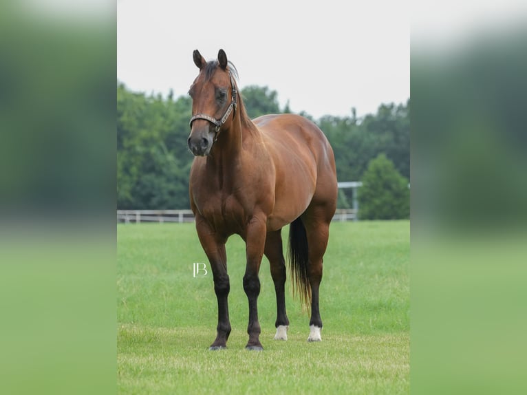 American Quarter Horse Ruin 6 Jaar 150 cm Roodbruin in Terrell
