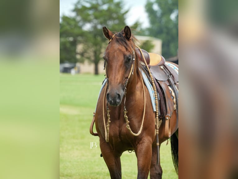 American Quarter Horse Ruin 6 Jaar 150 cm Roodbruin in Terrell