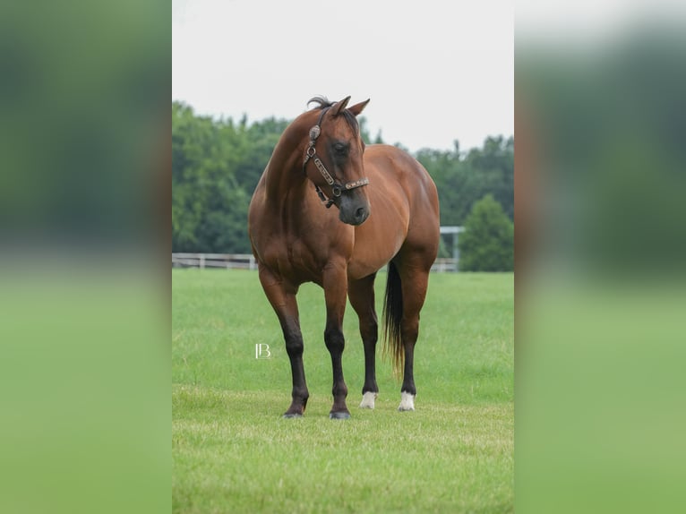 American Quarter Horse Ruin 6 Jaar 150 cm Roodbruin in Terrell