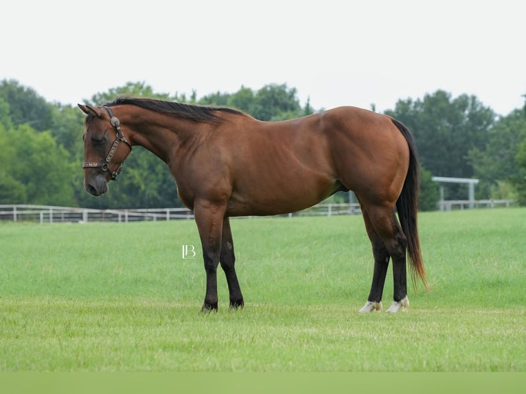 American Quarter Horse Ruin 6 Jaar 150 cm Roodbruin in Terrell