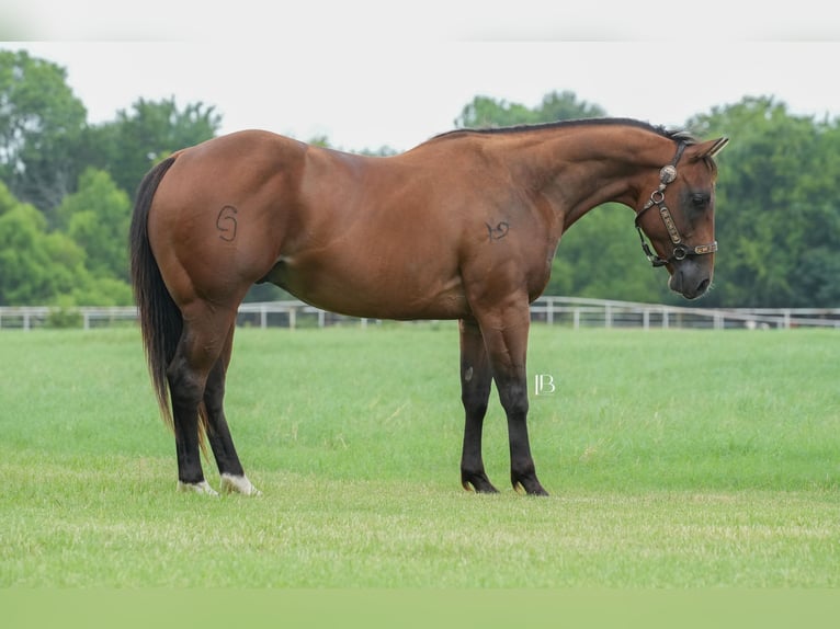 American Quarter Horse Ruin 6 Jaar 150 cm Roodbruin in Terrell