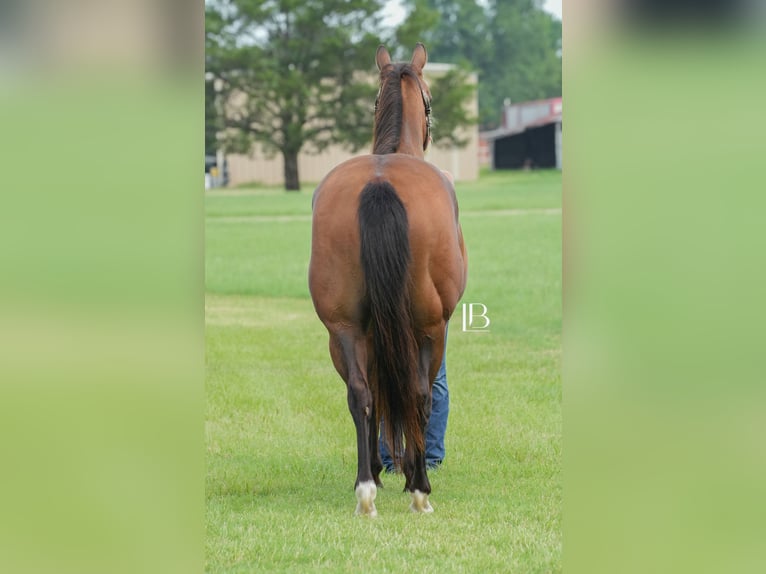 American Quarter Horse Ruin 6 Jaar 150 cm Roodbruin in Terrell