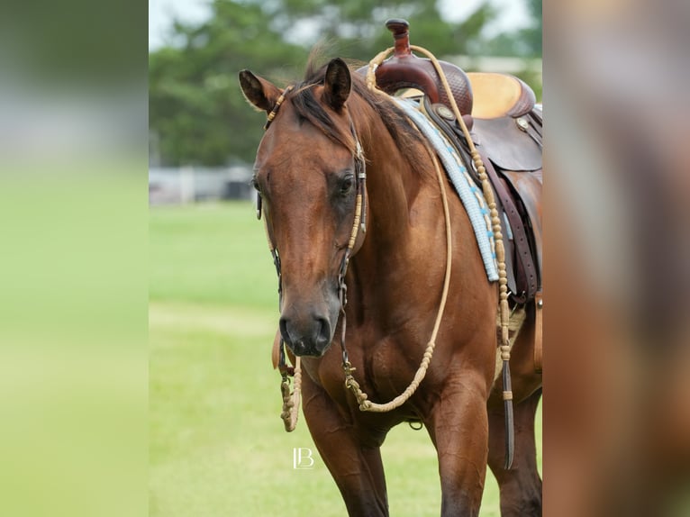 American Quarter Horse Ruin 6 Jaar 150 cm Roodbruin in Terrell