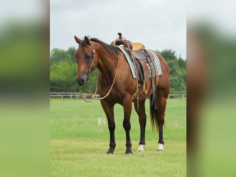 American Quarter Horse Ruin 6 Jaar 150 cm Roodbruin in Terrell