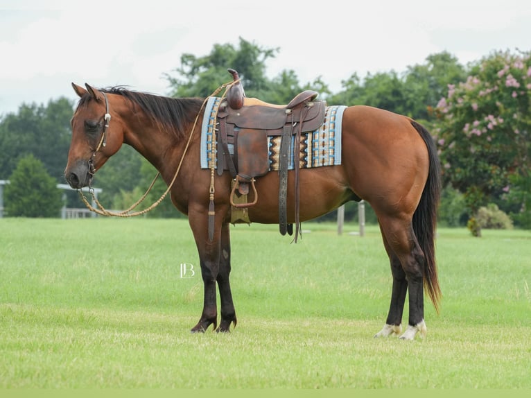 American Quarter Horse Ruin 6 Jaar 150 cm Roodbruin in Terrell