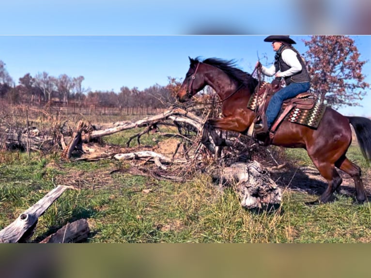 American Quarter Horse Ruin 6 Jaar 150 cm Roodbruin in Lamar, MO