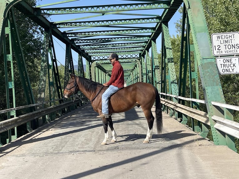 American Quarter Horse Ruin 6 Jaar 150 cm Roodbruin in Paicines CA