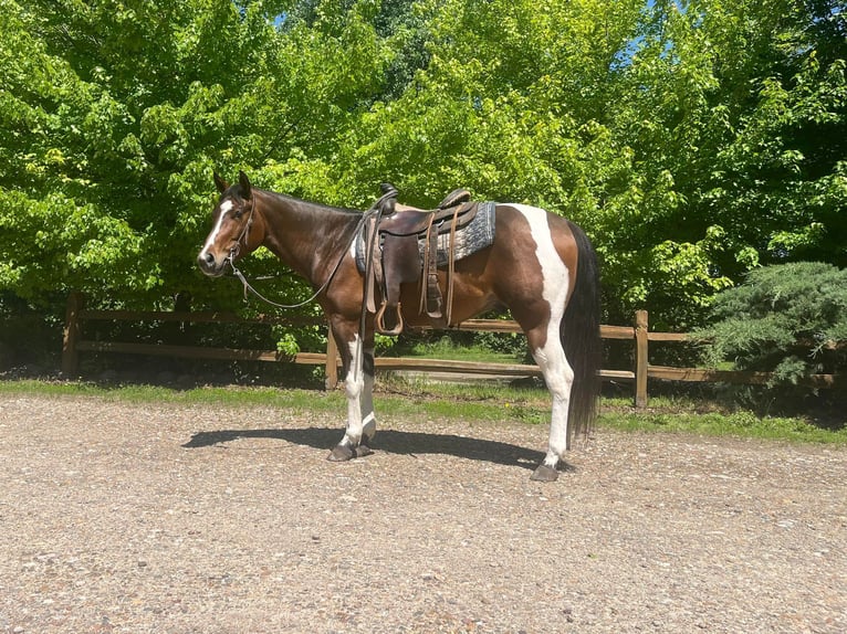 American Quarter Horse Ruin 6 Jaar 150 cm Roodbruin in Zearing IA