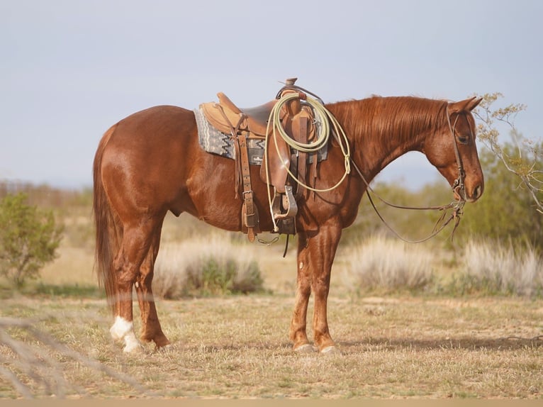 American Quarter Horse Ruin 6 Jaar 150 cm Roodvos in Aguila