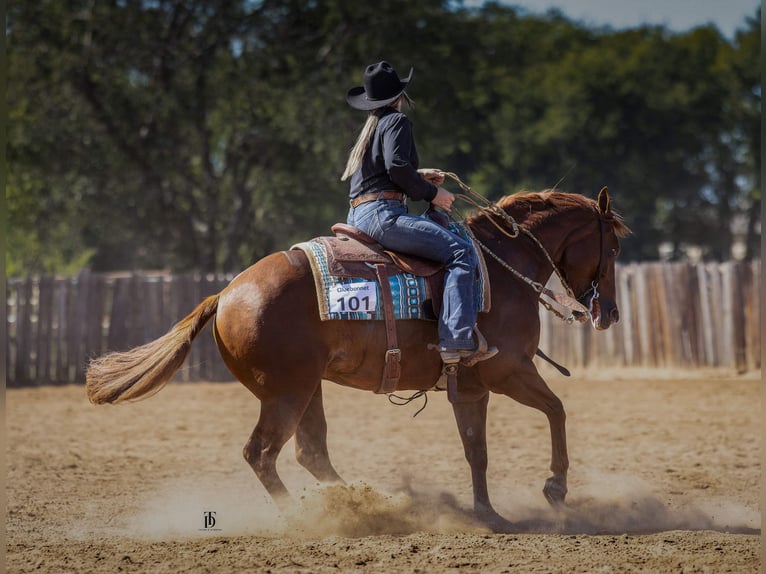 American Quarter Horse Ruin 6 Jaar 150 cm Roodvos in Gainesville
