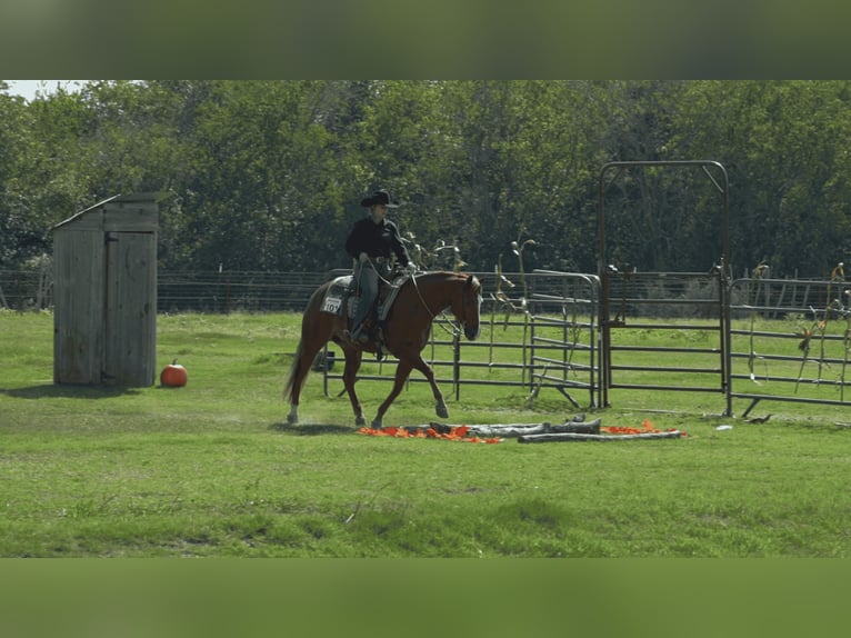 American Quarter Horse Ruin 6 Jaar 150 cm Roodvos in Gainesville