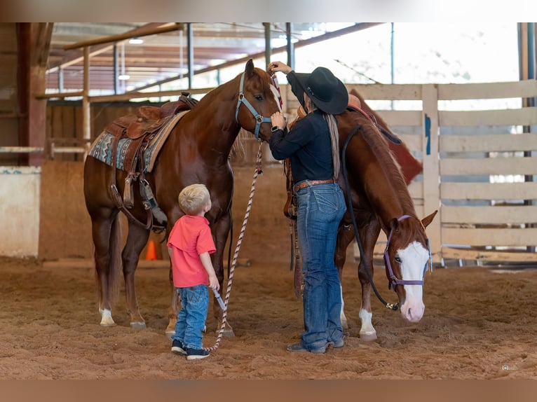 American Quarter Horse Ruin 6 Jaar 150 cm Roodvos in Gainesville
