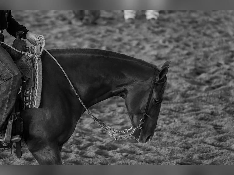 American Quarter Horse Ruin 6 Jaar 150 cm Roodvos in Gainesville