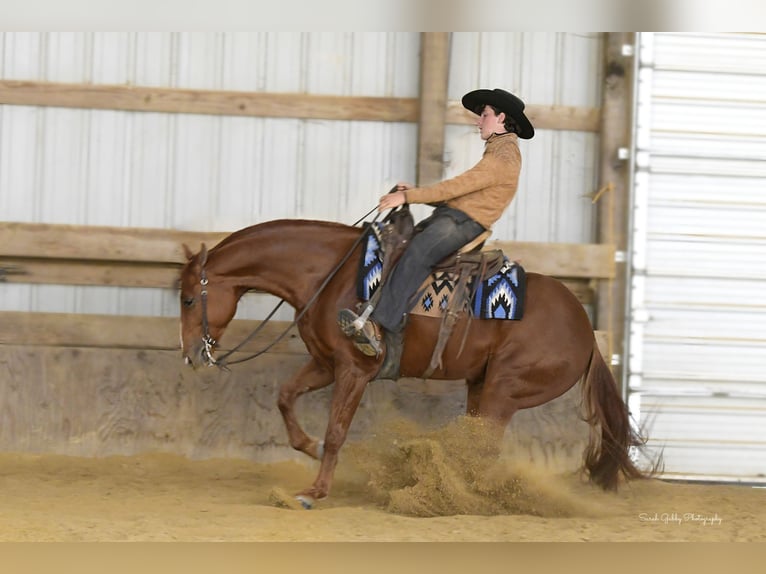 American Quarter Horse Ruin 6 Jaar 150 cm Roodvos in Oelwein
