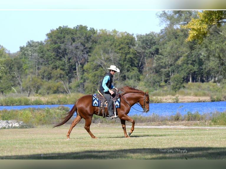 American Quarter Horse Ruin 6 Jaar 150 cm Roodvos in Oelwein