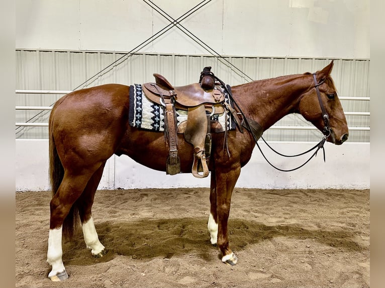 American Quarter Horse Ruin 6 Jaar 150 cm Roodvos in Cannon Falls, MN