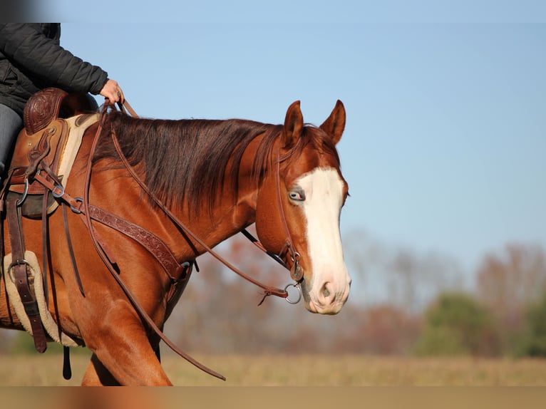 American Quarter Horse Ruin 6 Jaar 150 cm Roodvos in Clarion