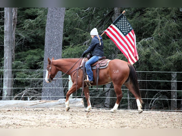 American Quarter Horse Ruin 6 Jaar 150 cm Roodvos in Clarion