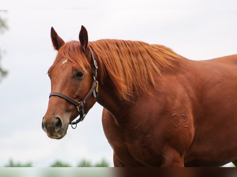 American Quarter Horse Ruin 6 Jaar 150 cm Roodvos in Wilmer, AL