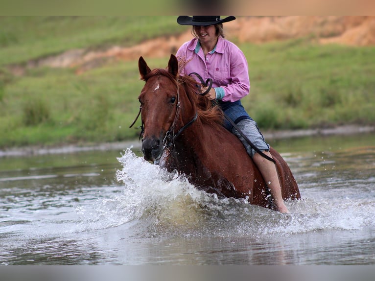 American Quarter Horse Ruin 6 Jaar 150 cm Roodvos in Wilmer, AL