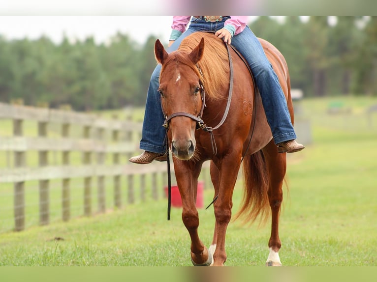 American Quarter Horse Ruin 6 Jaar 150 cm Roodvos in Wilmer, AL