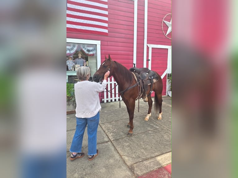American Quarter Horse Ruin 6 Jaar 150 cm Roodvos in Anderson