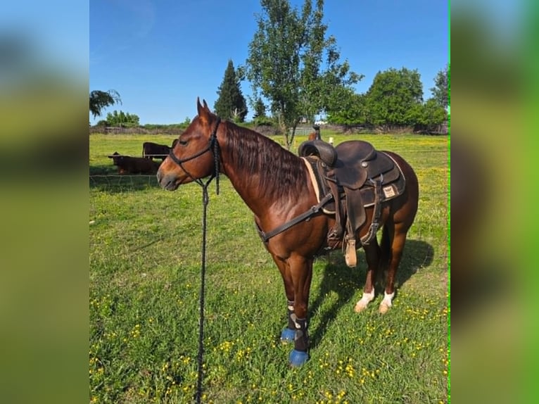 American Quarter Horse Ruin 6 Jaar 150 cm Roodvos in Anderson