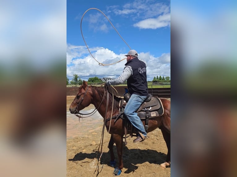 American Quarter Horse Ruin 6 Jaar 150 cm Roodvos in Anderson