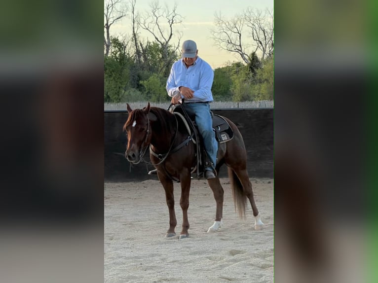 American Quarter Horse Ruin 6 Jaar 150 cm Roodvos in Anderson