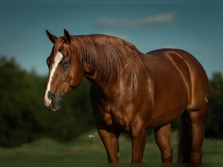 American Quarter Horse Ruin 6 Jaar 150 cm Roodvos in Gainesville