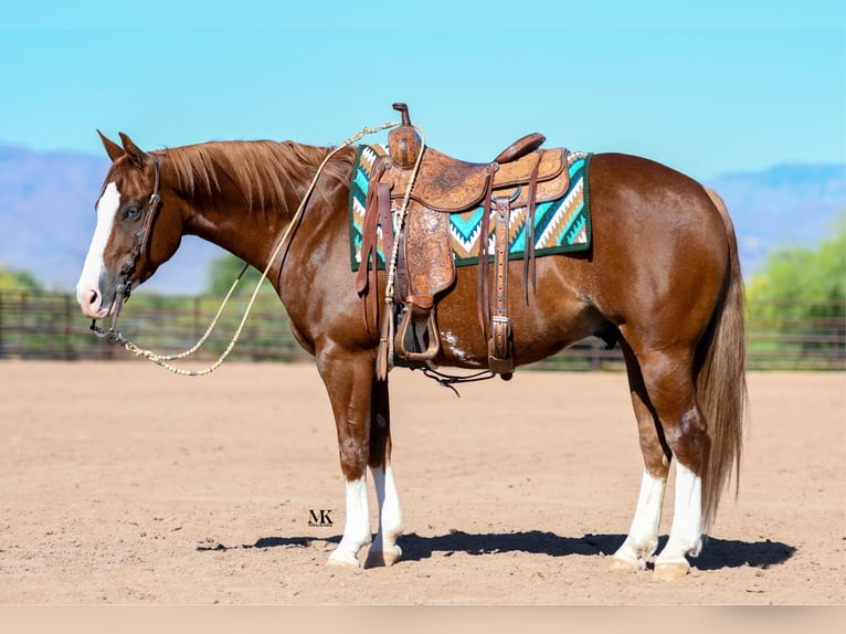 American Quarter Horse Ruin 6 Jaar 150 cm Roodvos in Scottsdale, AZ