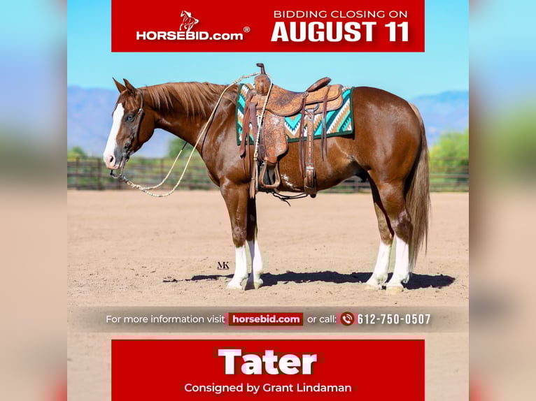 American Quarter Horse Ruin 6 Jaar 150 cm Roodvos in Scottsdale, AZ