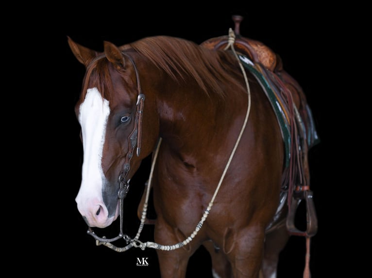 American Quarter Horse Ruin 6 Jaar 150 cm Roodvos in Scottsdale, AZ
