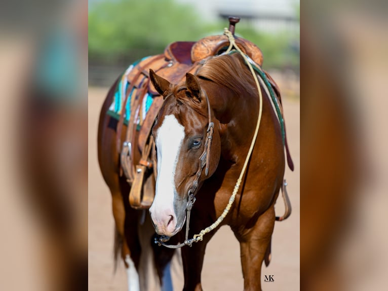 American Quarter Horse Ruin 6 Jaar 150 cm Roodvos in Scottsdale, AZ