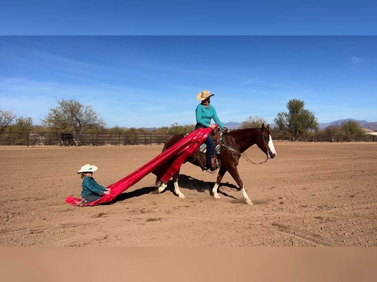 American Quarter Horse Ruin 6 Jaar 150 cm Roodvos in Scottsdale, AZ