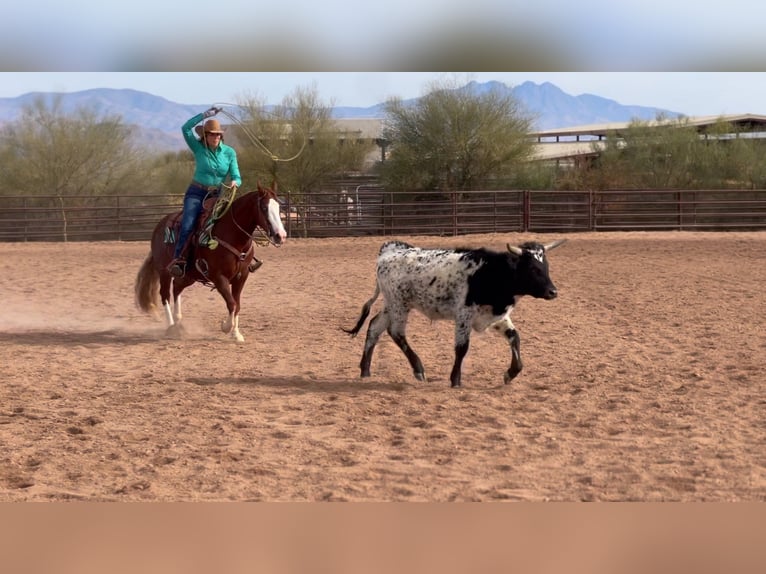 American Quarter Horse Ruin 6 Jaar 150 cm Roodvos in Scottsdale, AZ