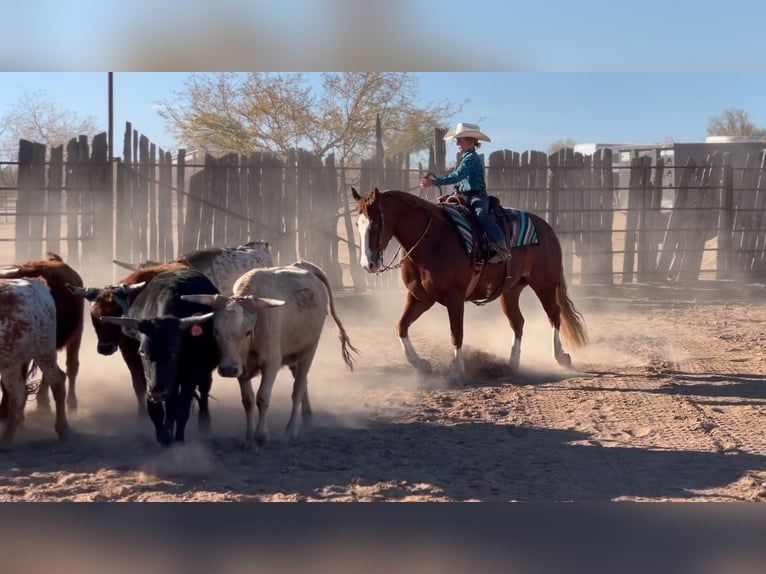 American Quarter Horse Ruin 6 Jaar 150 cm Roodvos in Scottsdale, AZ