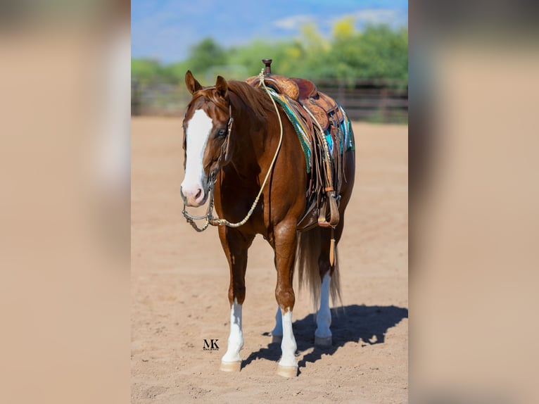 American Quarter Horse Ruin 6 Jaar 150 cm Roodvos in Scottsdale, AZ