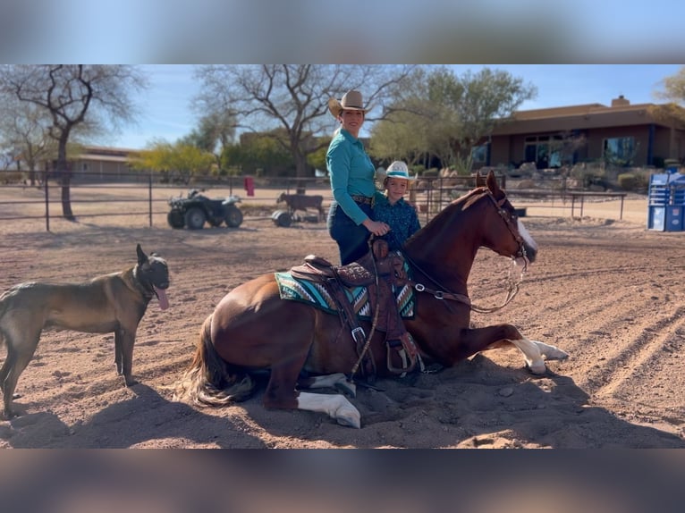 American Quarter Horse Ruin 6 Jaar 150 cm Roodvos in Scottsdale, AZ