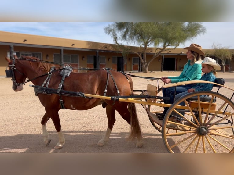 American Quarter Horse Ruin 6 Jaar 150 cm Roodvos in Scottsdale, AZ