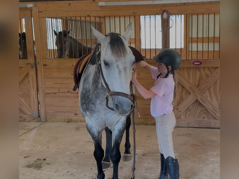 American Quarter Horse Ruin 6 Jaar 150 cm Schimmel in Clover