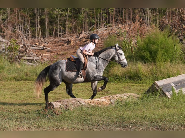 American Quarter Horse Ruin 6 Jaar 150 cm Schimmel in Clover