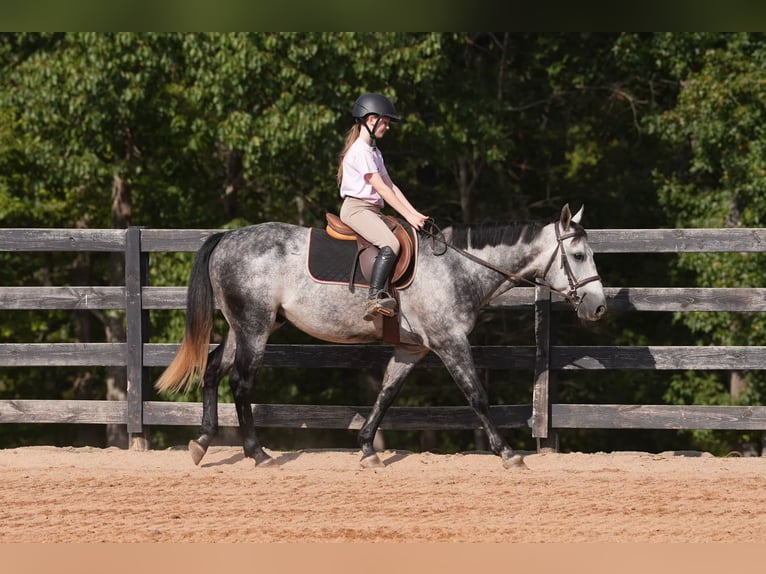 American Quarter Horse Ruin 6 Jaar 150 cm Schimmel in Clover