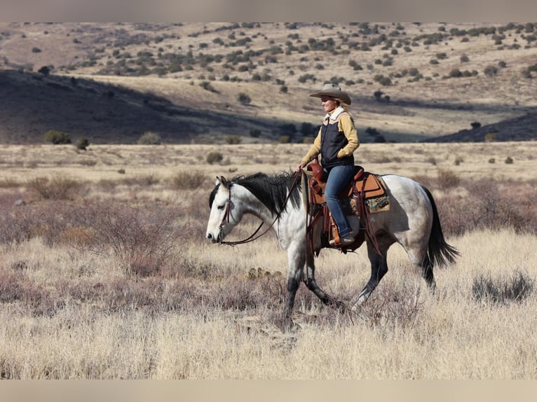 American Quarter Horse Ruin 6 Jaar 150 cm Schimmel in Camp Verde, AZ