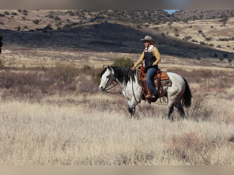 American Quarter Horse Ruin 6 Jaar 150 cm Schimmel in Camp Verde, AZ