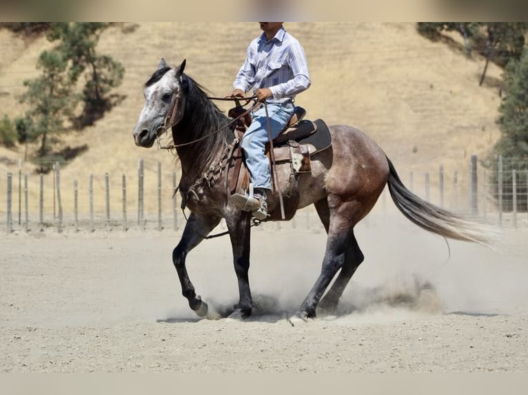 American Quarter Horse Ruin 6 Jaar 150 cm Schimmel in Paicines CA