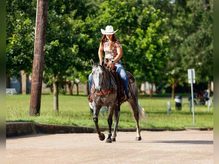 American Quarter Horse Ruin 6 Jaar 150 cm Schimmel in Rusk TX