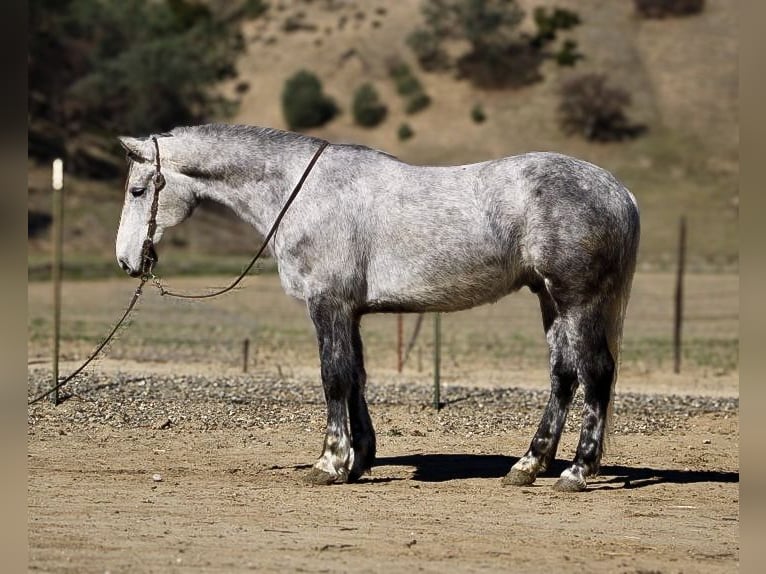 American Quarter Horse Ruin 6 Jaar 152 cm Appelschimmel in Paicines CA